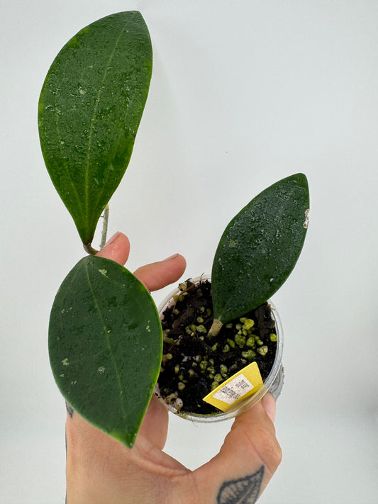 Hoya Sp. Laos 003 ‘Meuangmai’