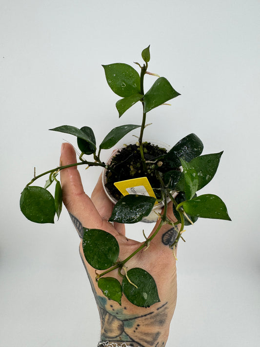 Hoya Krohniana splash