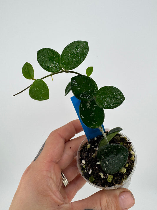 Hoya mathilde splash