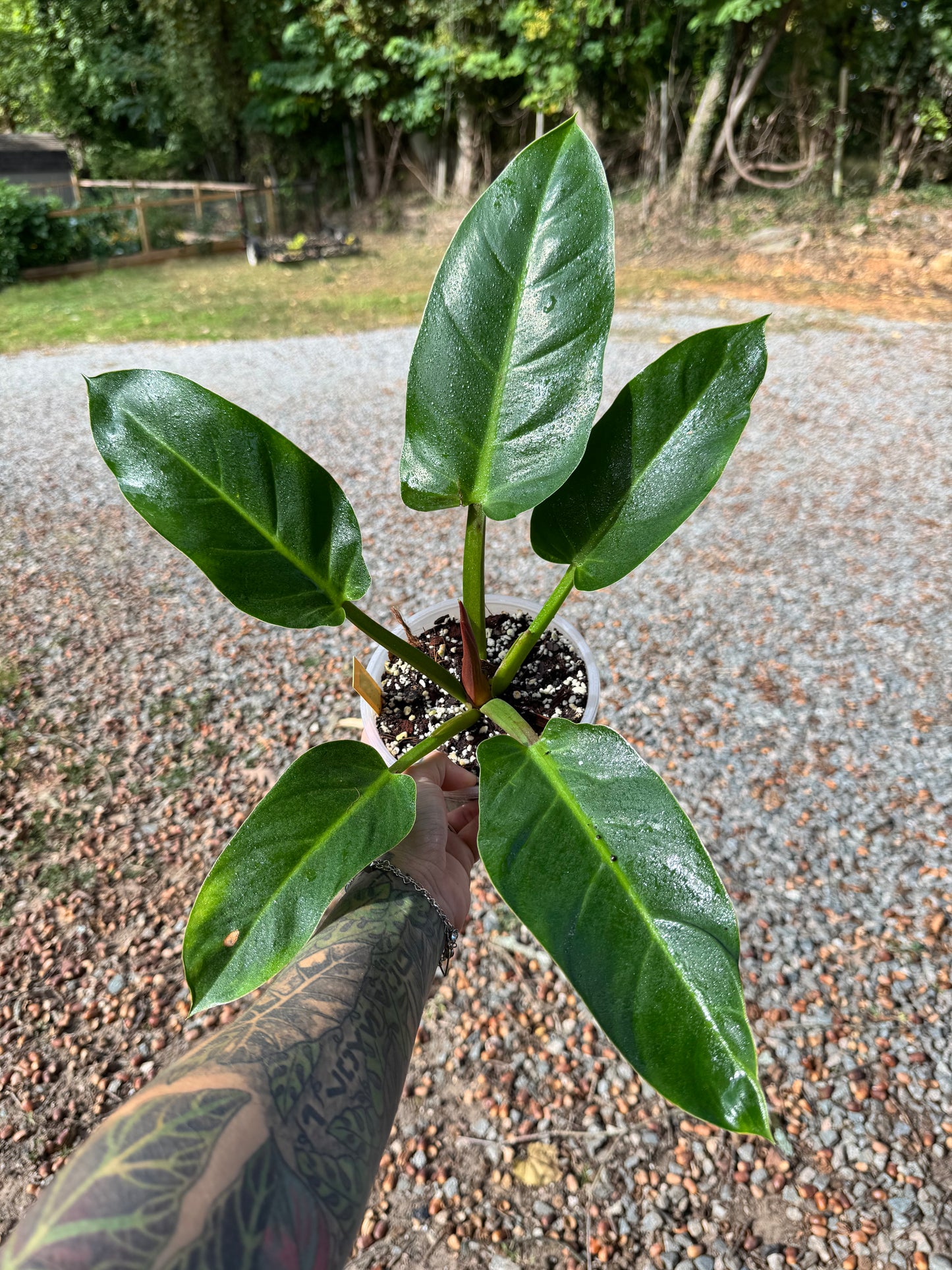 Philodendron Ruaysup