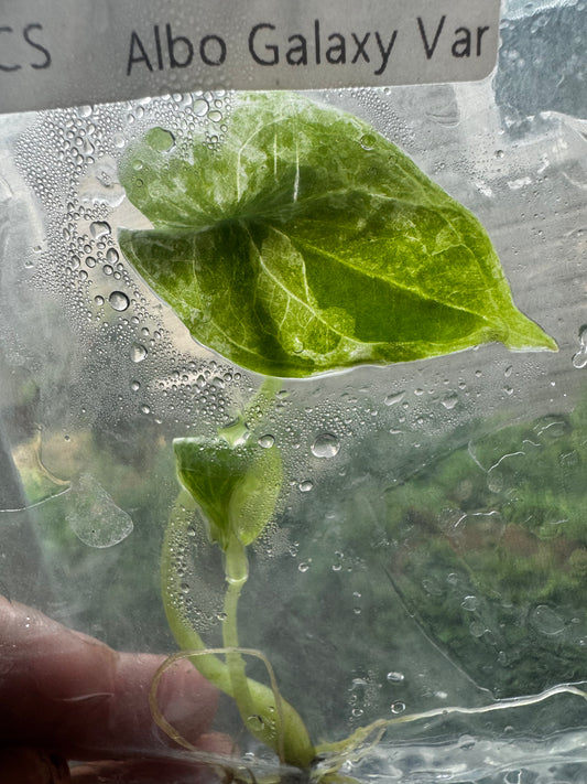 Alocasia Dragon Scale Variegated Albo ‘Galaxy’ Tissue Culture Plant #45