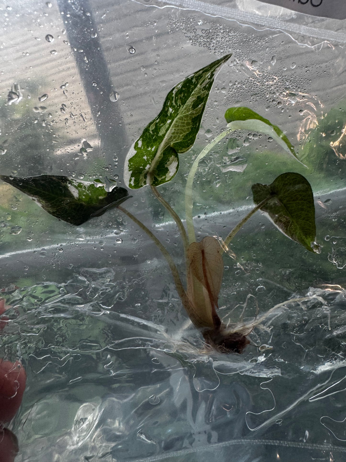 Alocasia Bambino Variegated Pink/Albo Tissue Culture Plants