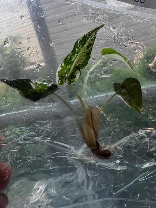 Alocasia Bambino Variegated Pink/Albo Tissue Culture Plants