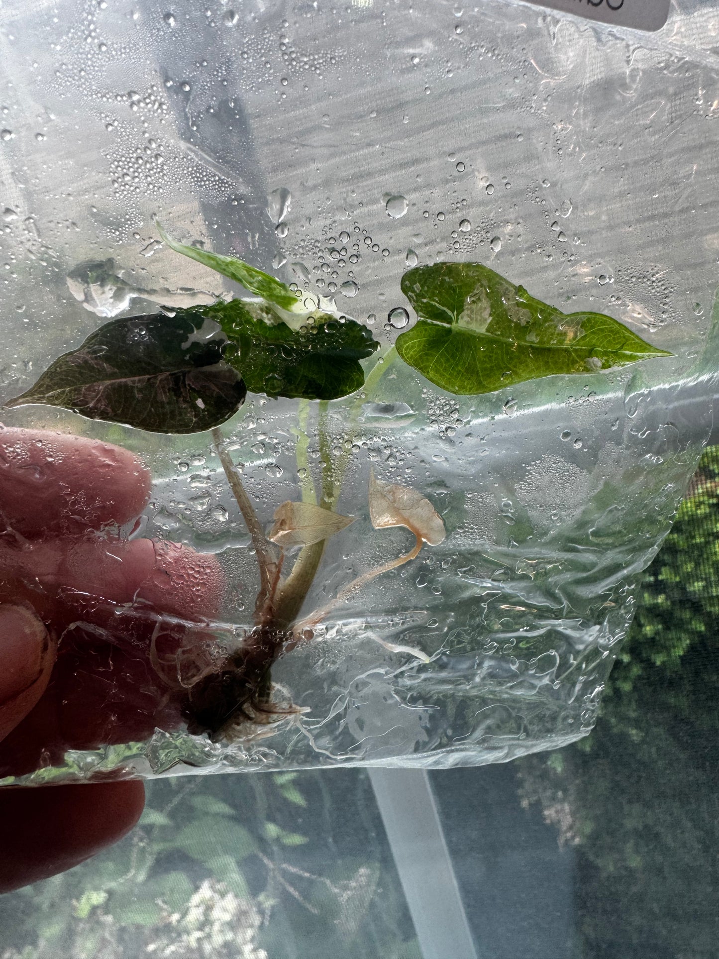 Alocasia Bambino Variegated Pink/Albo Tissue Culture Plants
