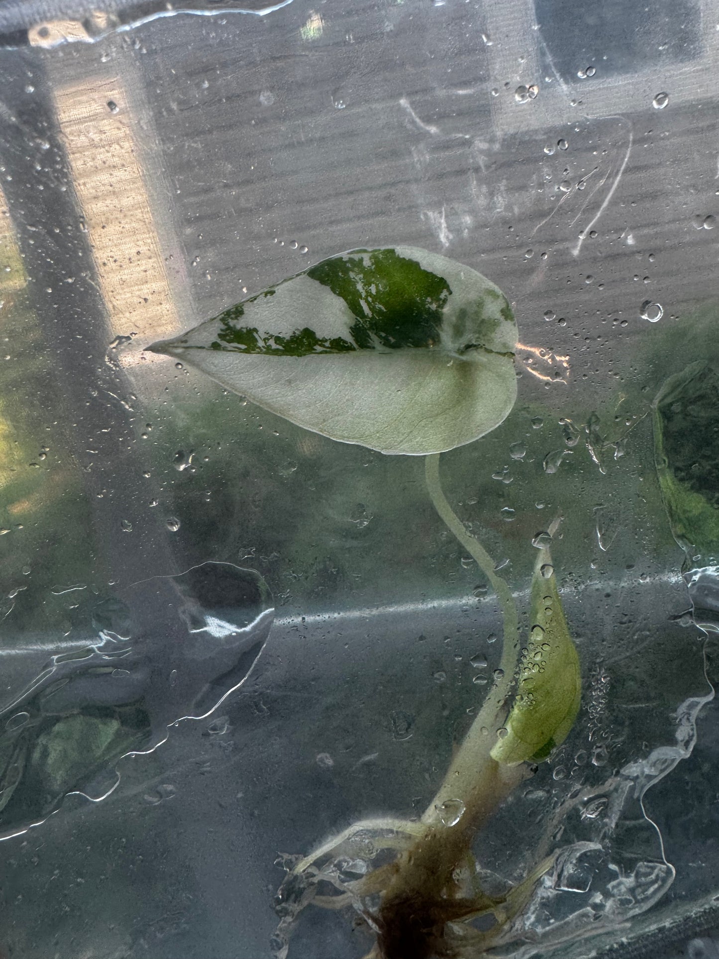 Alocasia Variegated Black Velvet ‘Pink/Albo’ Tissue Culture #9