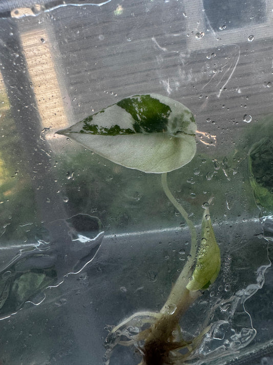 Alocasia Variegated Black Velvet ‘Pink/Albo’ Tissue Culture #9