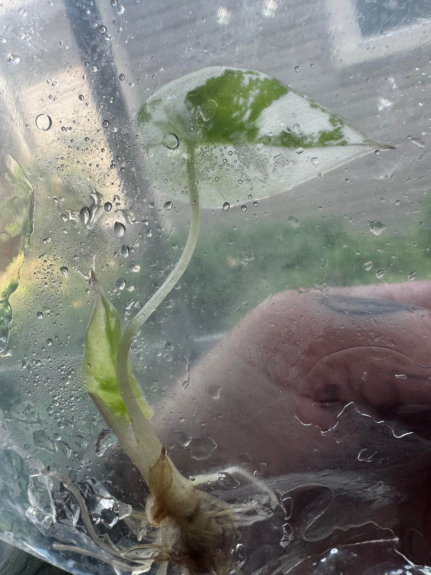 Alocasia Variegated Black Velvet ‘Pink/Albo’ Tissue Culture #9