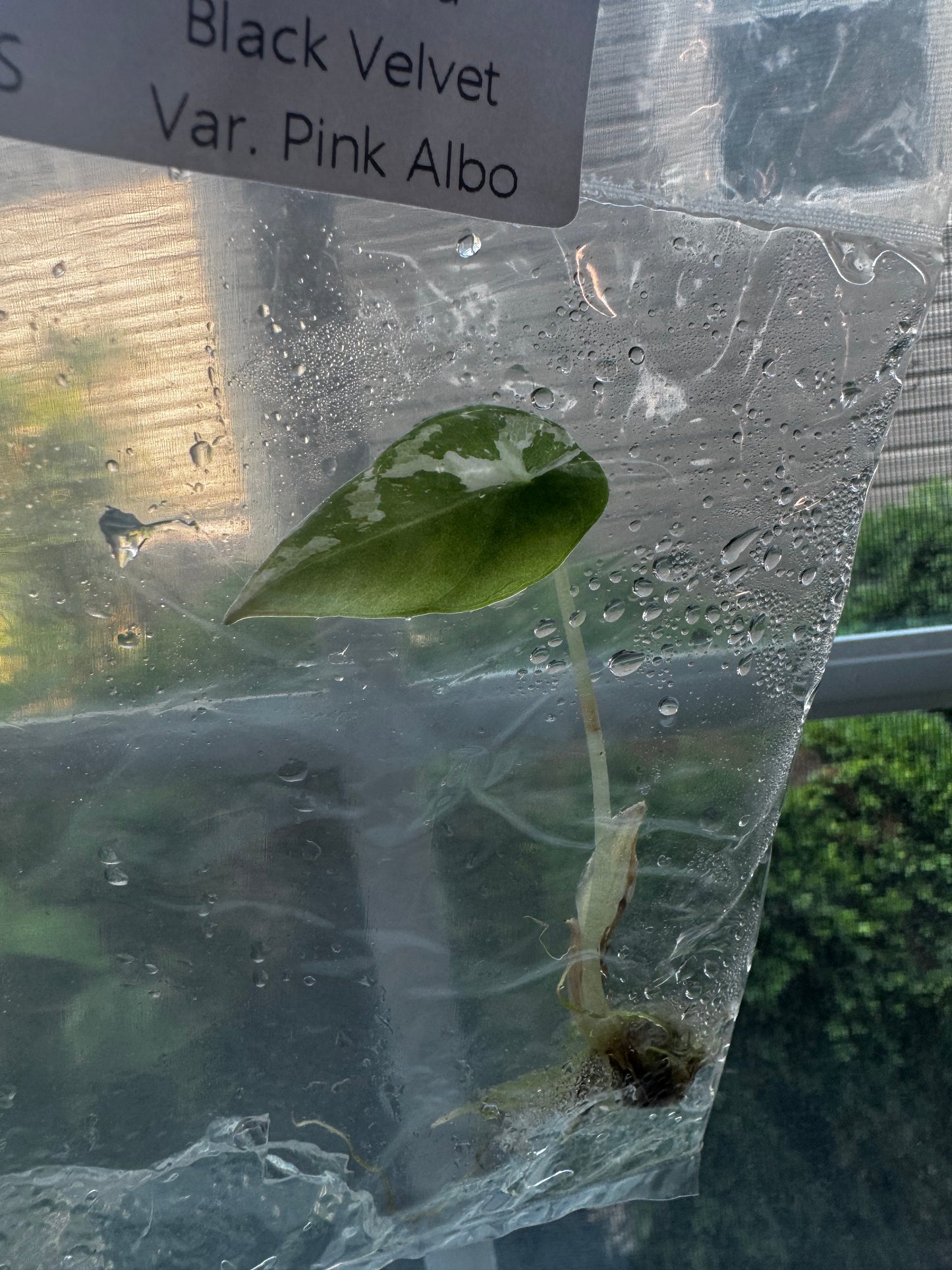 Alocasia Variegated Black Velvet ‘Pink/Albo’ Tissue Culture #7