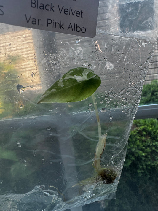 Alocasia Variegated Black Velvet ‘Pink/Albo’ Tissue Culture #7