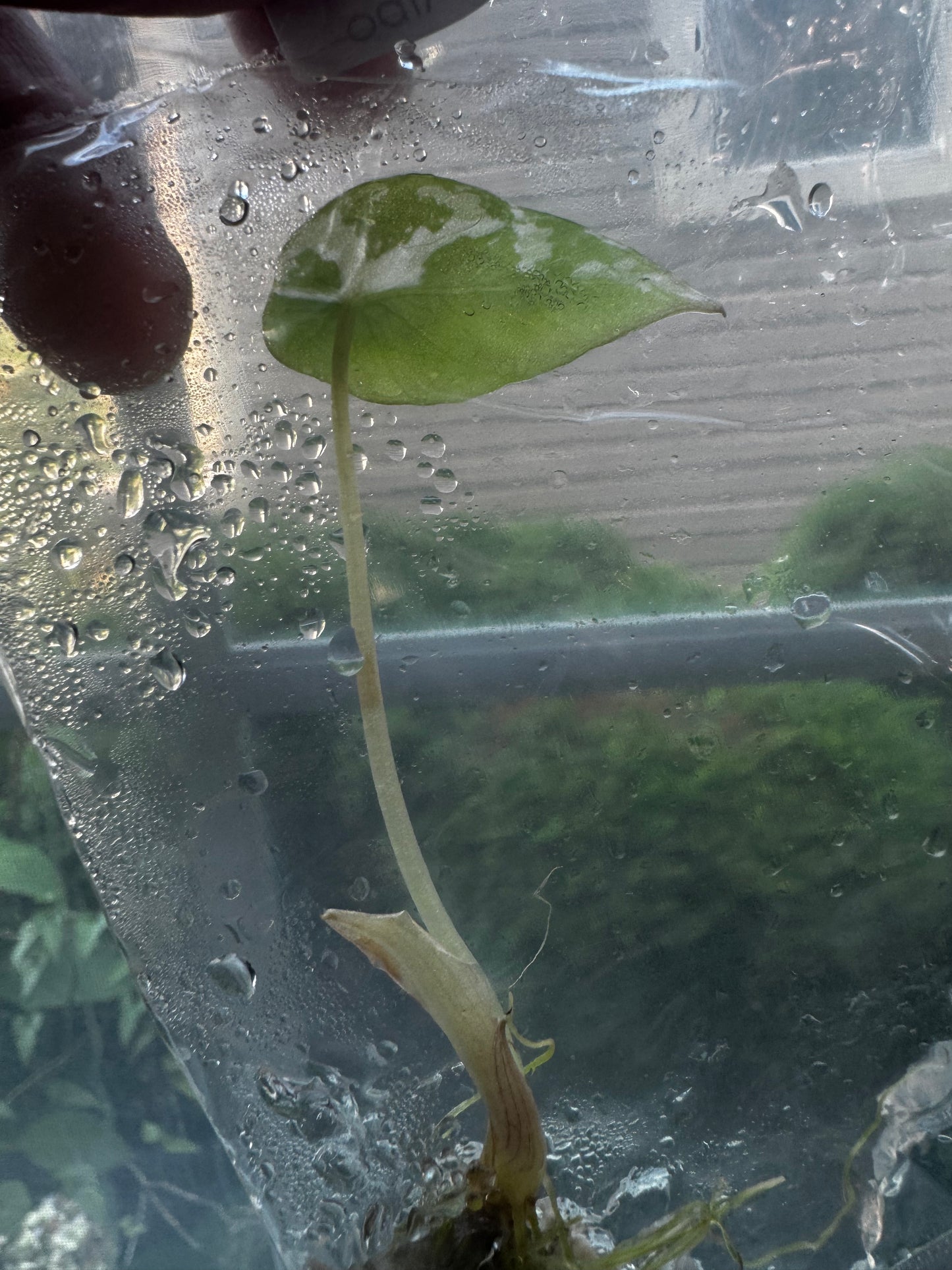 Alocasia Variegated Black Velvet ‘Pink/Albo’ Tissue Culture #7
