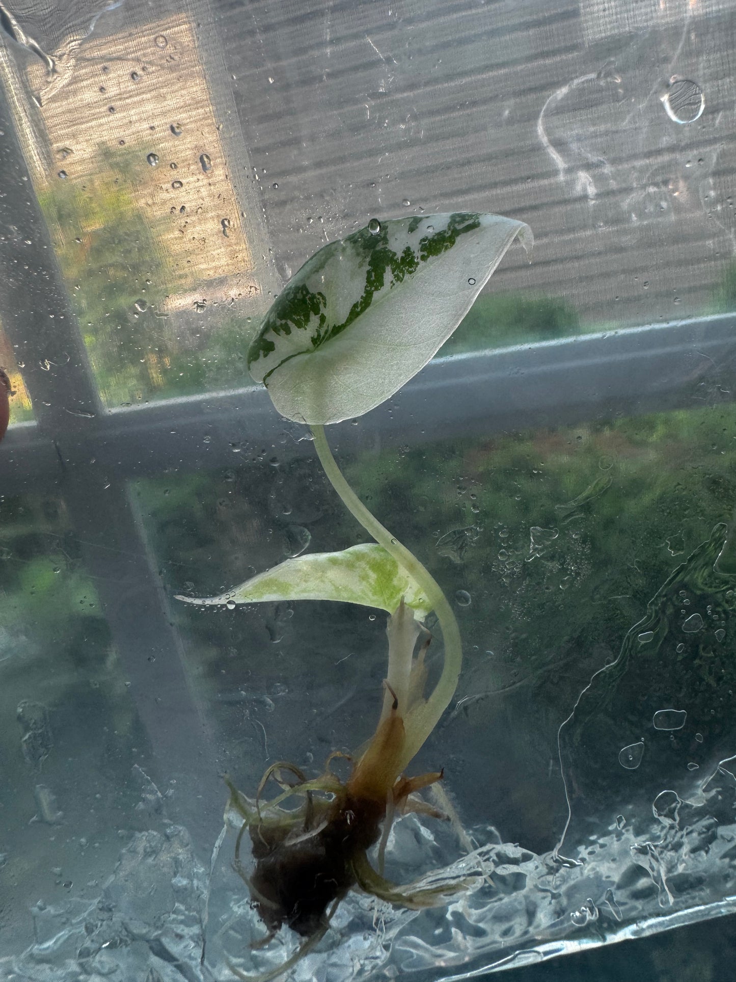 Alocasia Variegated Black Velvet ‘Pink/Albo’ Tissue Culture #8