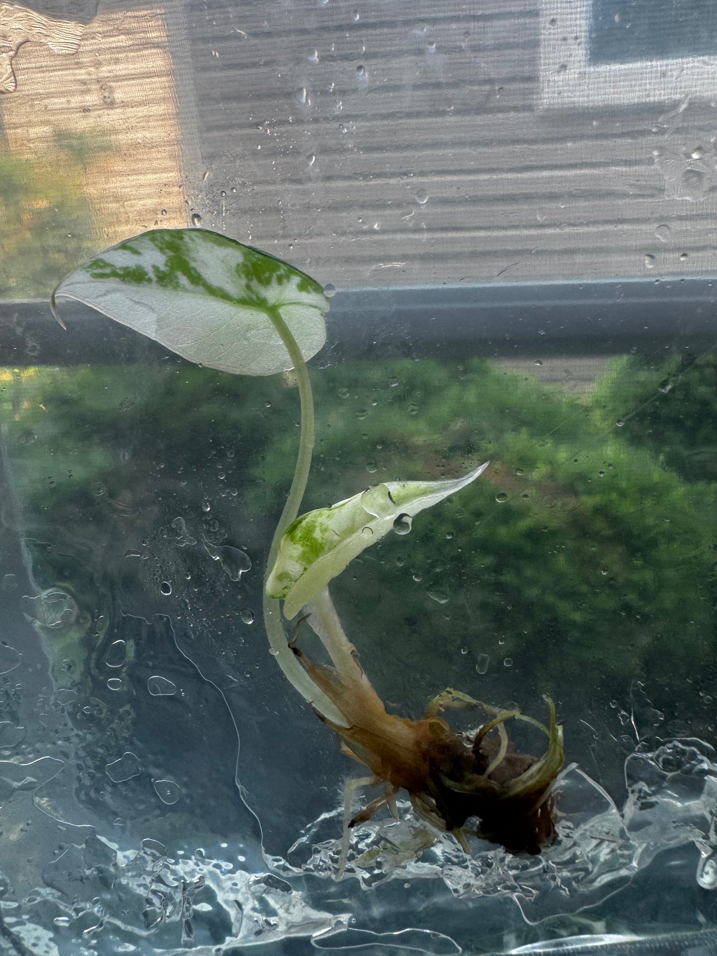 Alocasia Variegated Black Velvet ‘Pink/Albo’ Tissue Culture #8