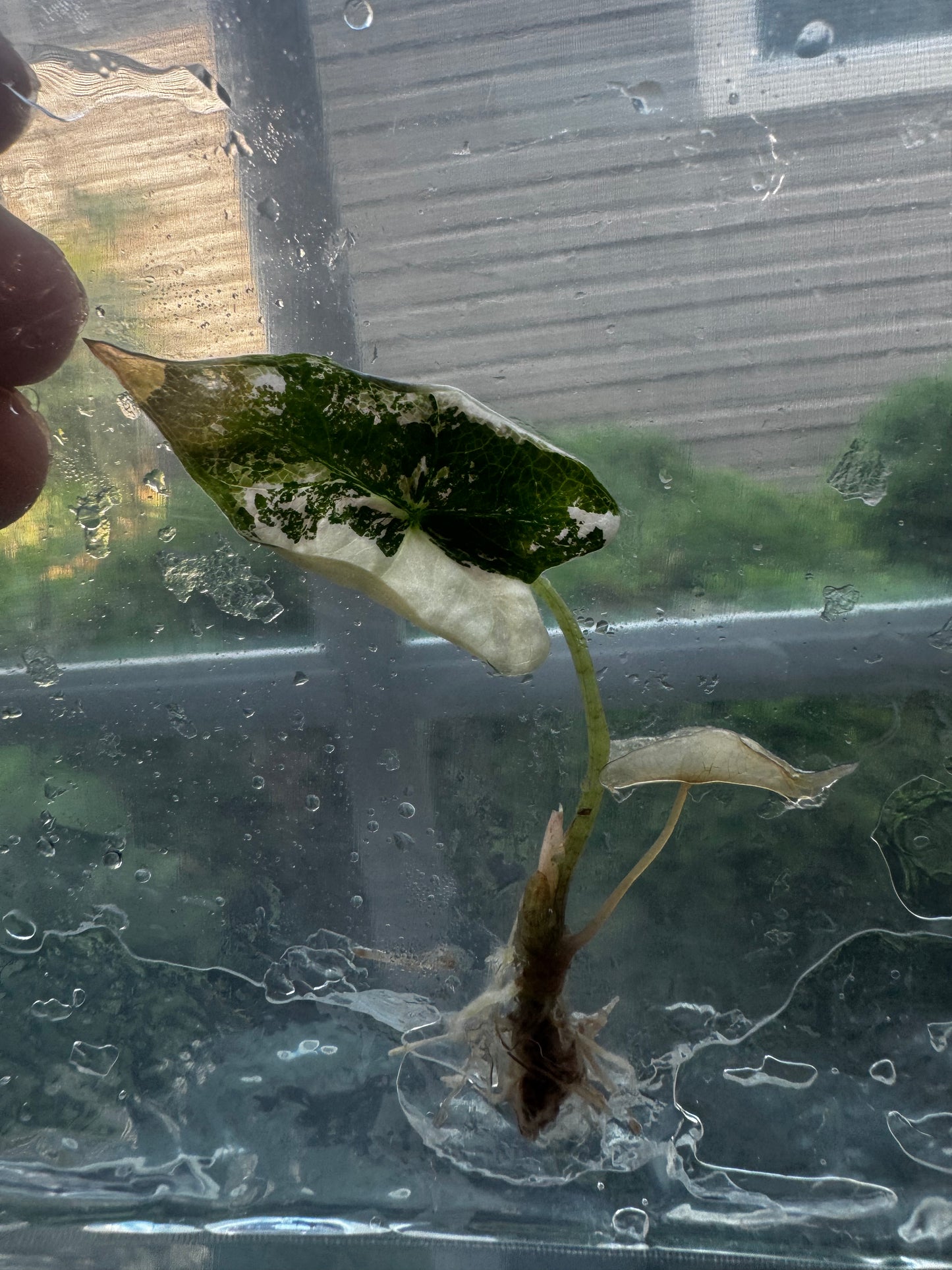 Alocasia Nobilis ‘Pink’ Variegated Tissue Culture #6
