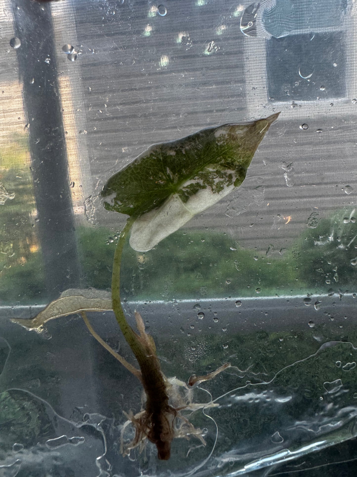 Alocasia Nobilis ‘Pink’ Variegated Tissue Culture #6