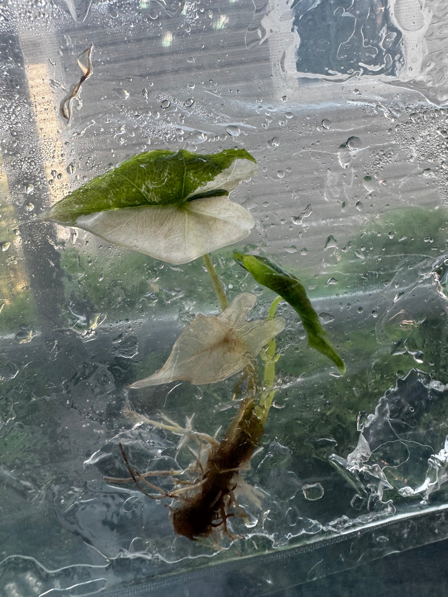 Alocasia Nobilis ‘Pink’ Variegated Tissue Culture #3