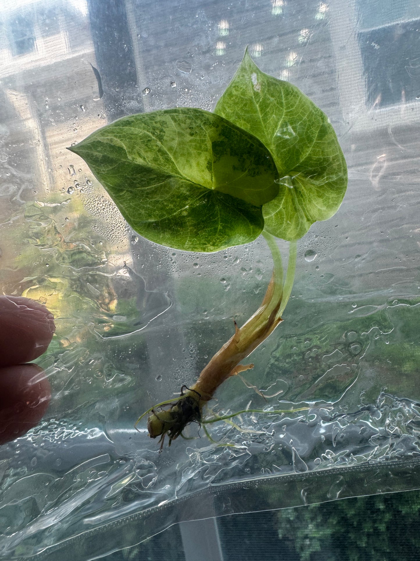 Alocasia Silver Dragon ‘Aurea’ Variegated Tissue Culture #3