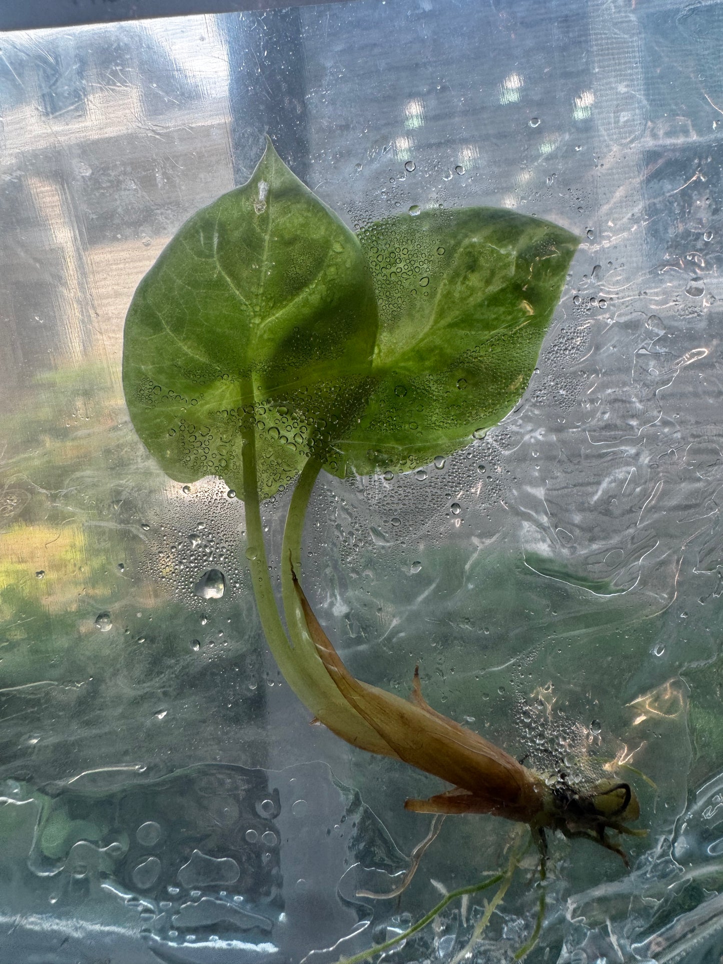 Alocasia Silver Dragon ‘Aurea’ Variegated Tissue Culture #3