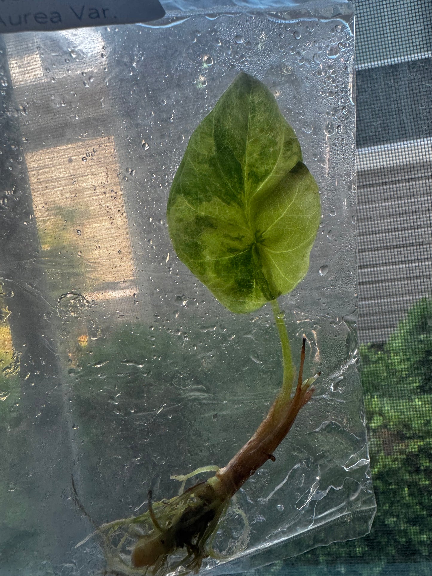Alocasia Silver Dragon ‘Aurea’ Variegated Tissue Culture #4