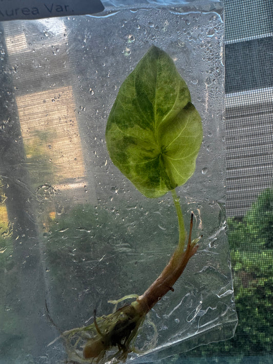 Alocasia Silver Dragon ‘Aurea’ Variegated Tissue Culture #4