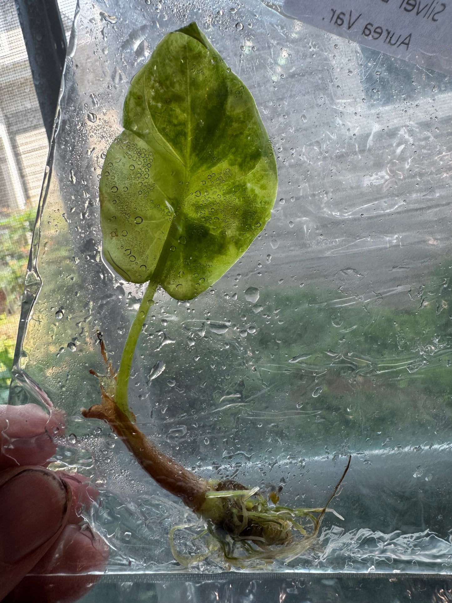 Alocasia Silver Dragon ‘Aurea’ Variegated Tissue Culture #4