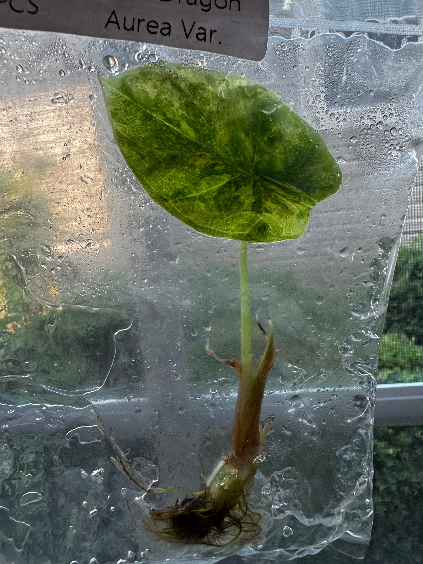 Alocasia Silver Dragon ‘Aurea’ Variegated Tissue Culture #9