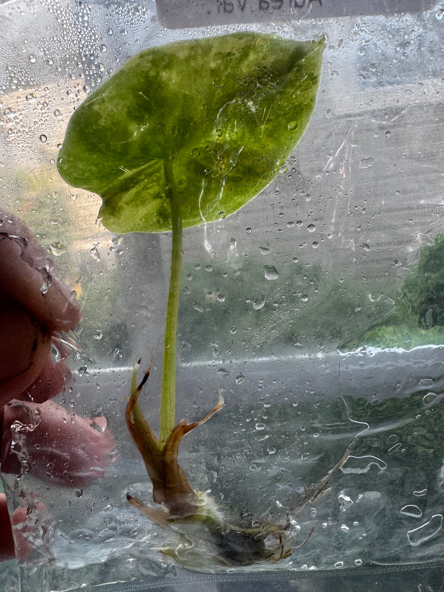 Alocasia Silver Dragon ‘Aurea’ Variegated Tissue Culture #9