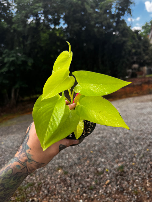 Neon Pothos