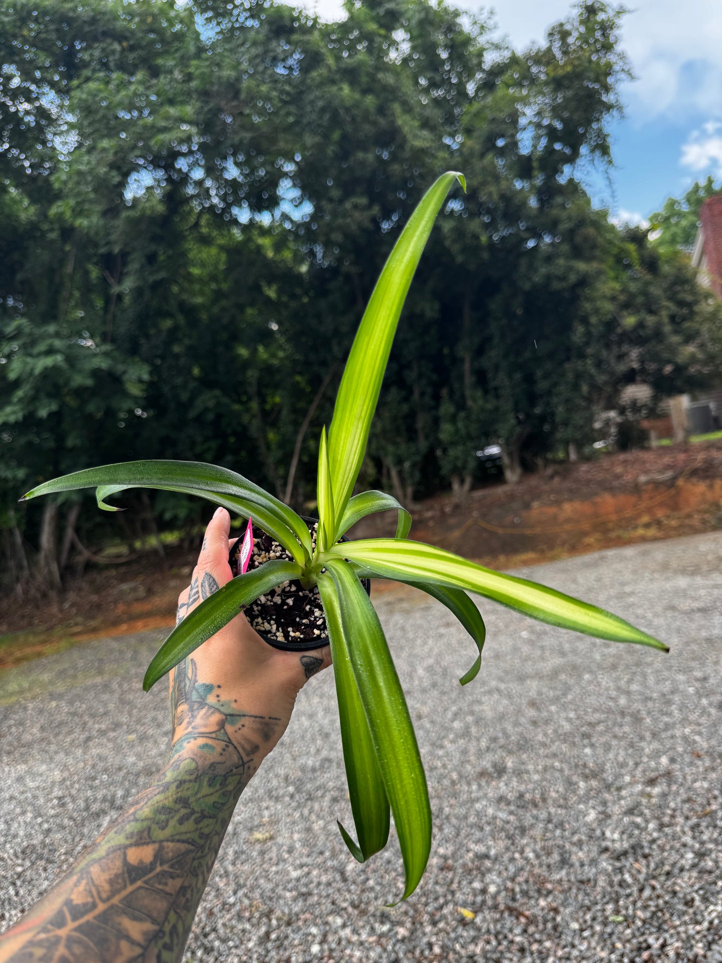 Spider Plant ‘Bonnie’