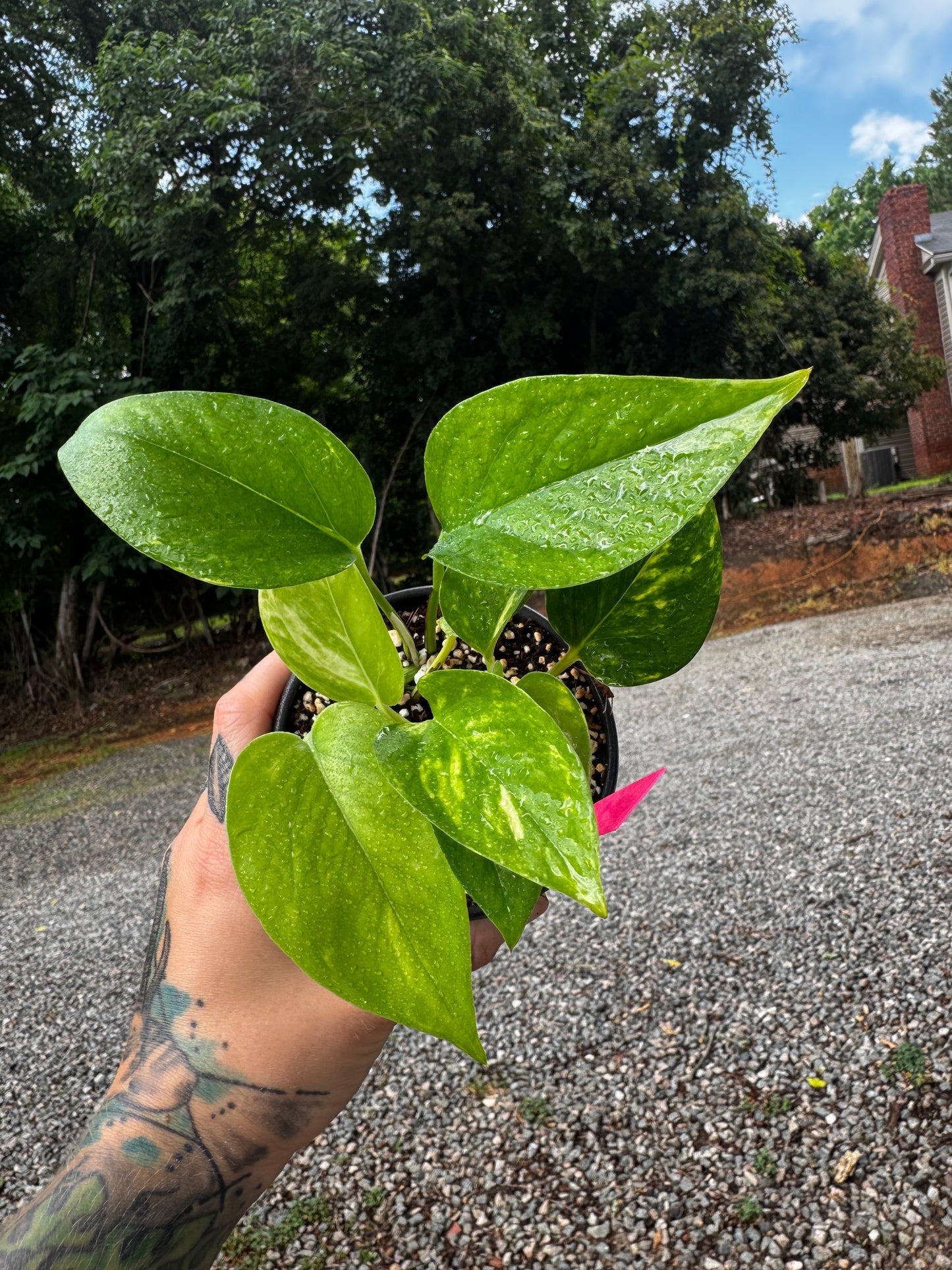 Golden Pothos