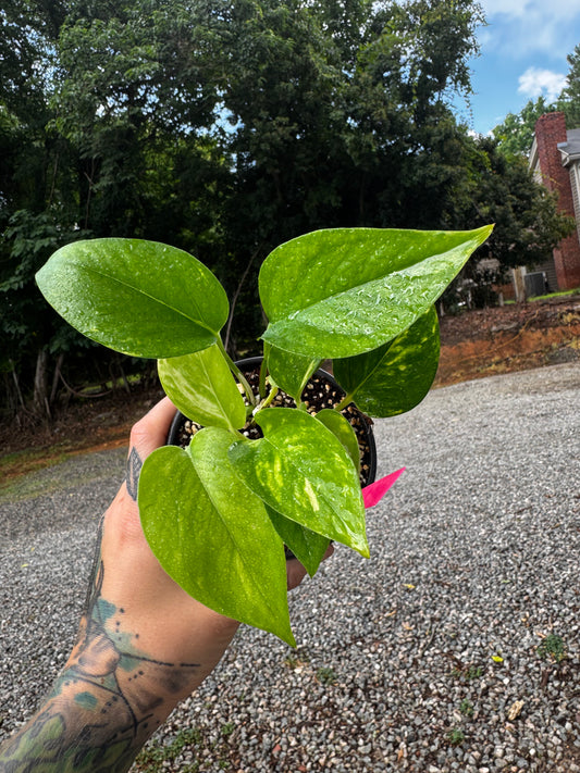 Golden Pothos
