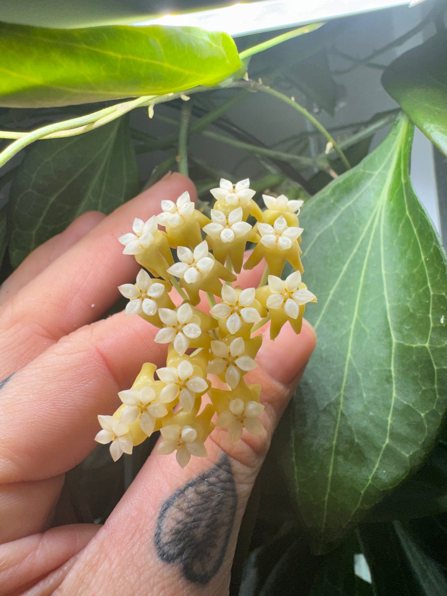 Hoya ‘New Guinea’