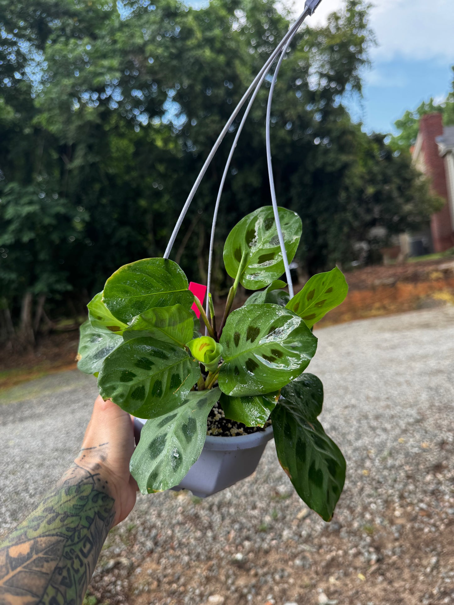 Maranta Leuconeura ‘Kerchoveana’