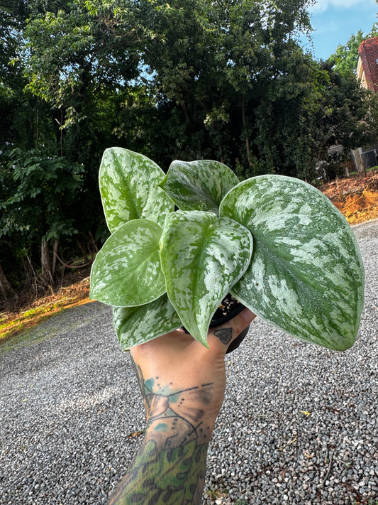Scindapsus Pictus ‘Exotica’