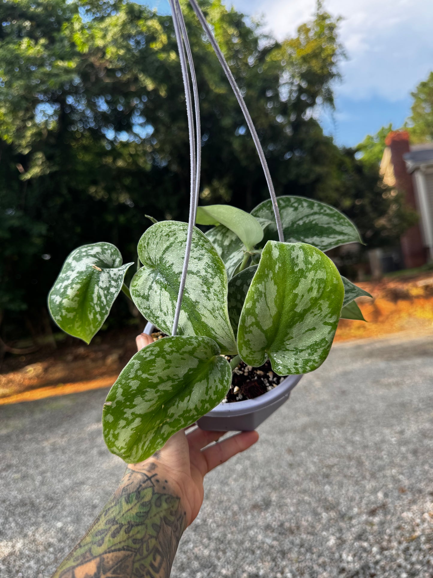 Scindapsus Pictus ‘Exotica’