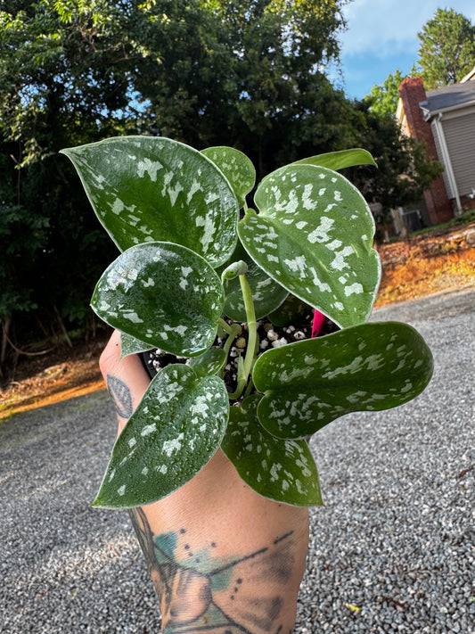 Scindapsus Pictus