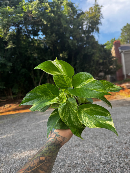 Marble Queen Pothos