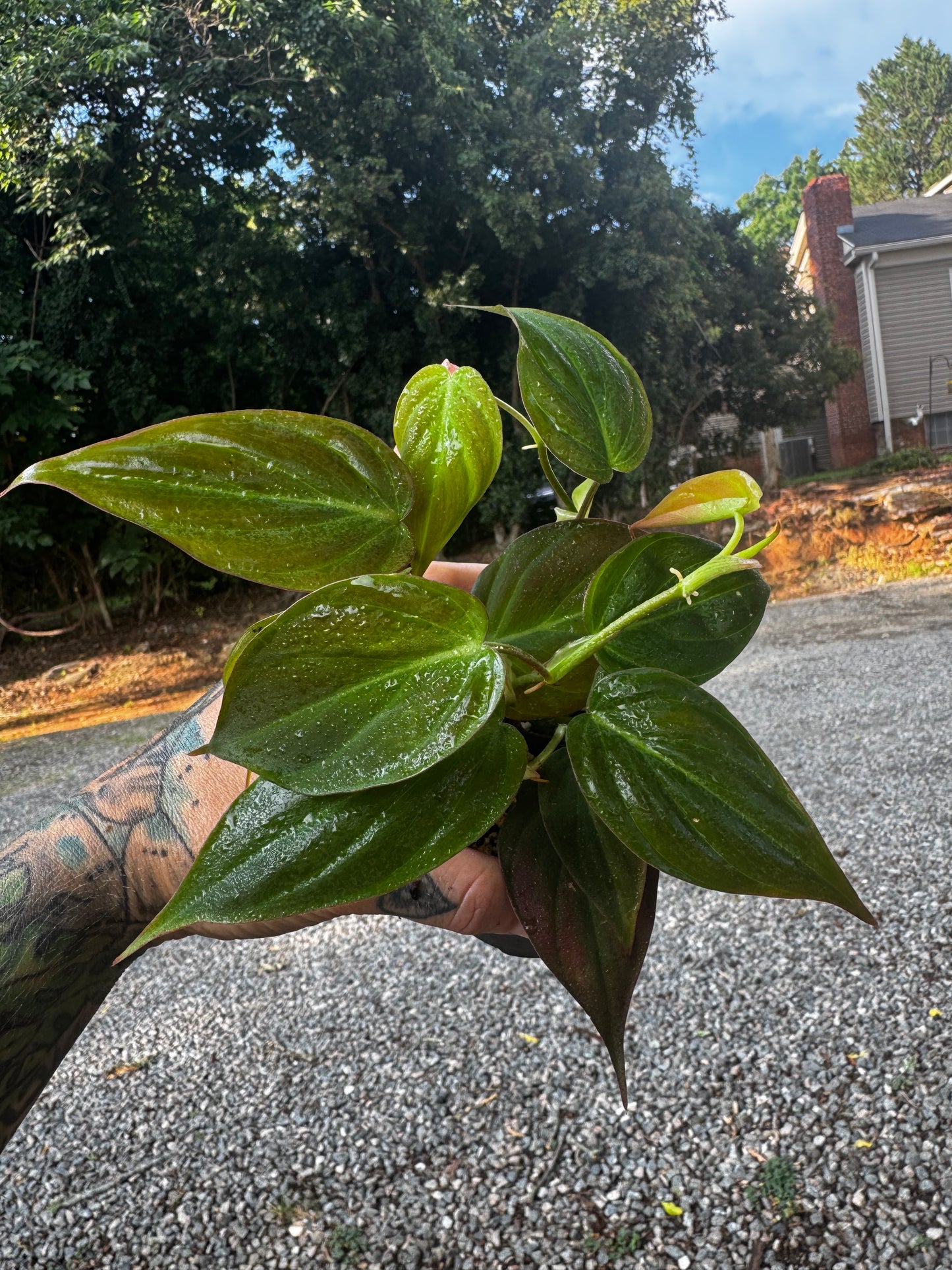 Philodendron micans