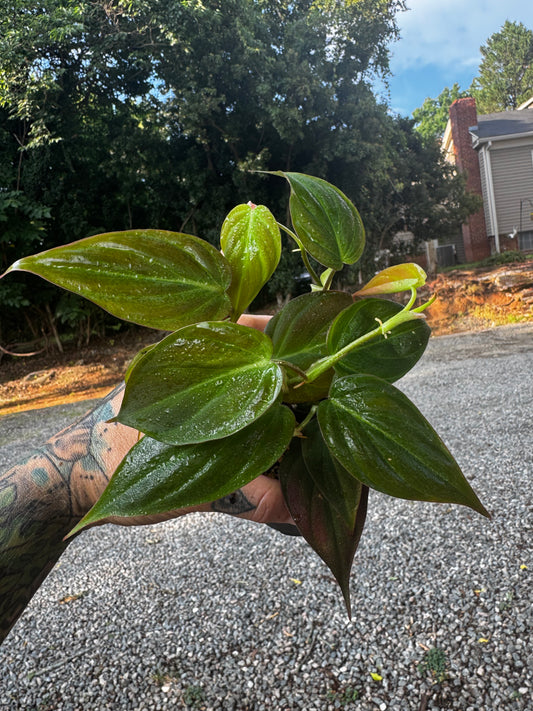 Philodendron micans