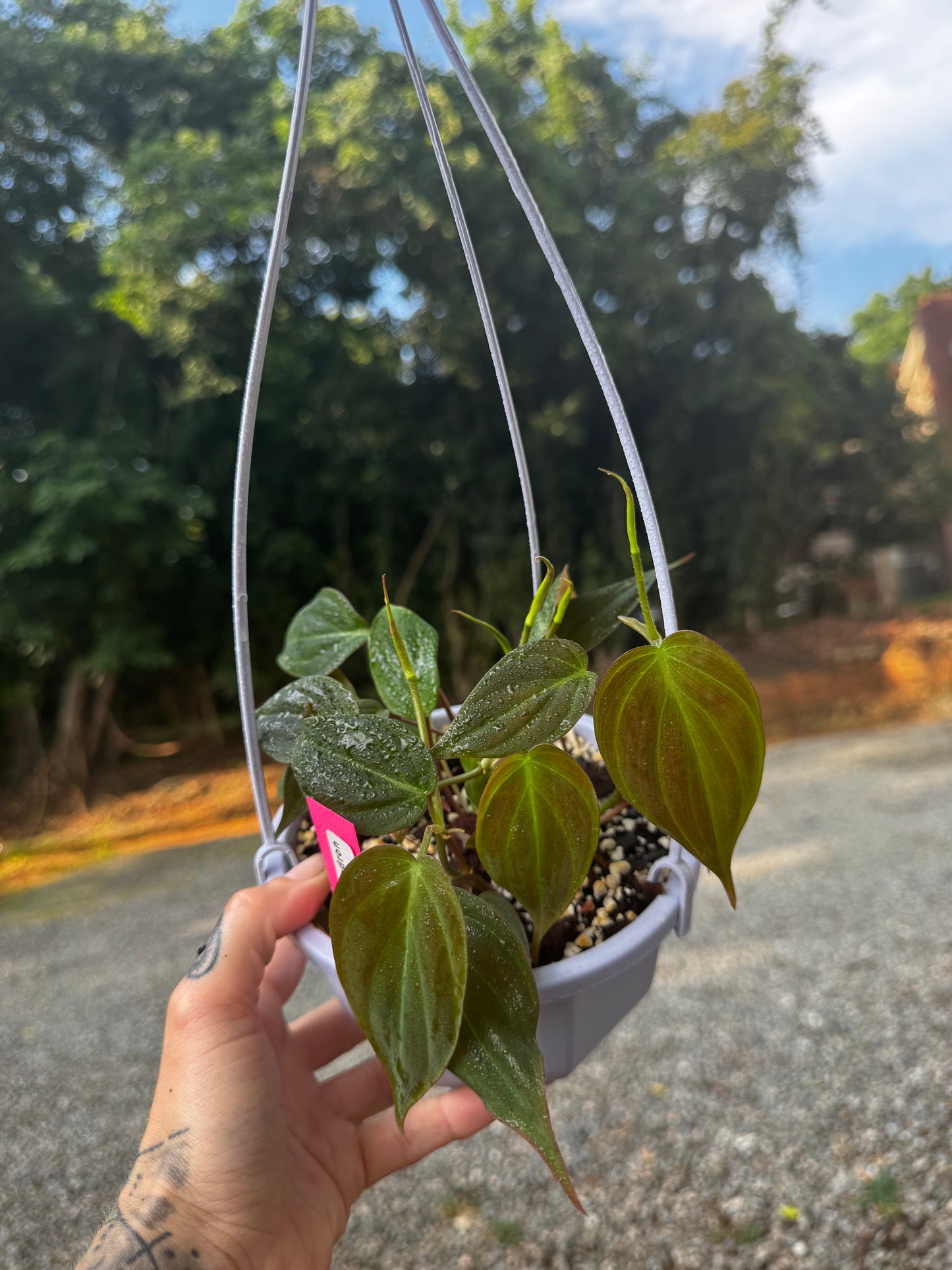 Philodendron micans
