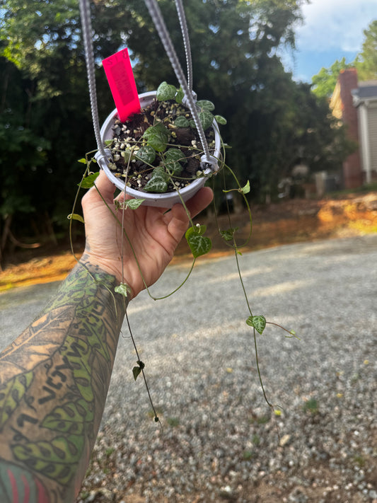 String of Hearts