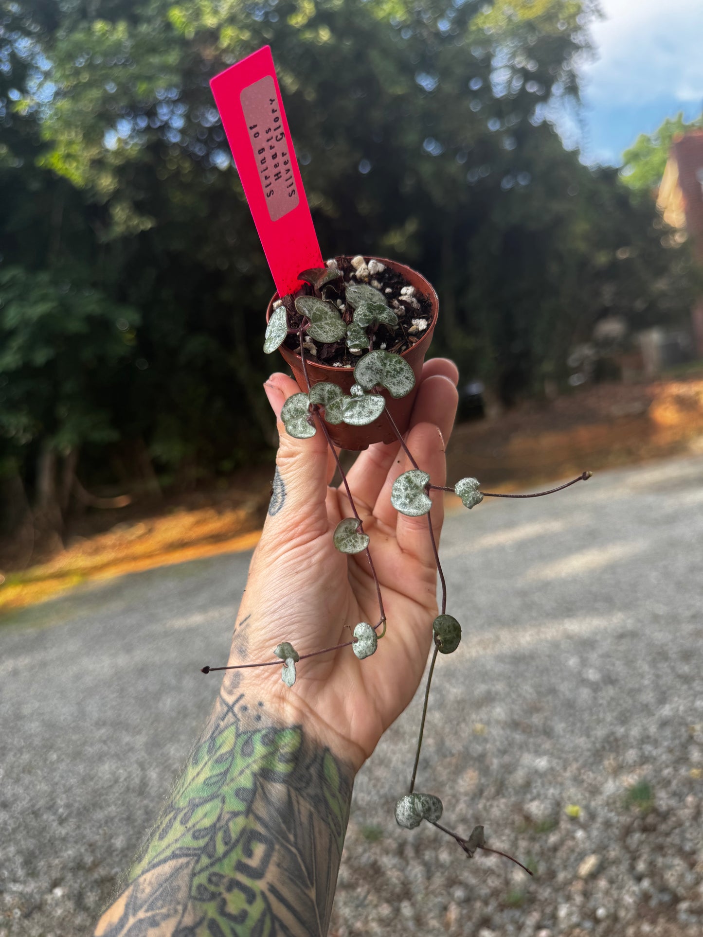 String of Hearts ‘silver glory’