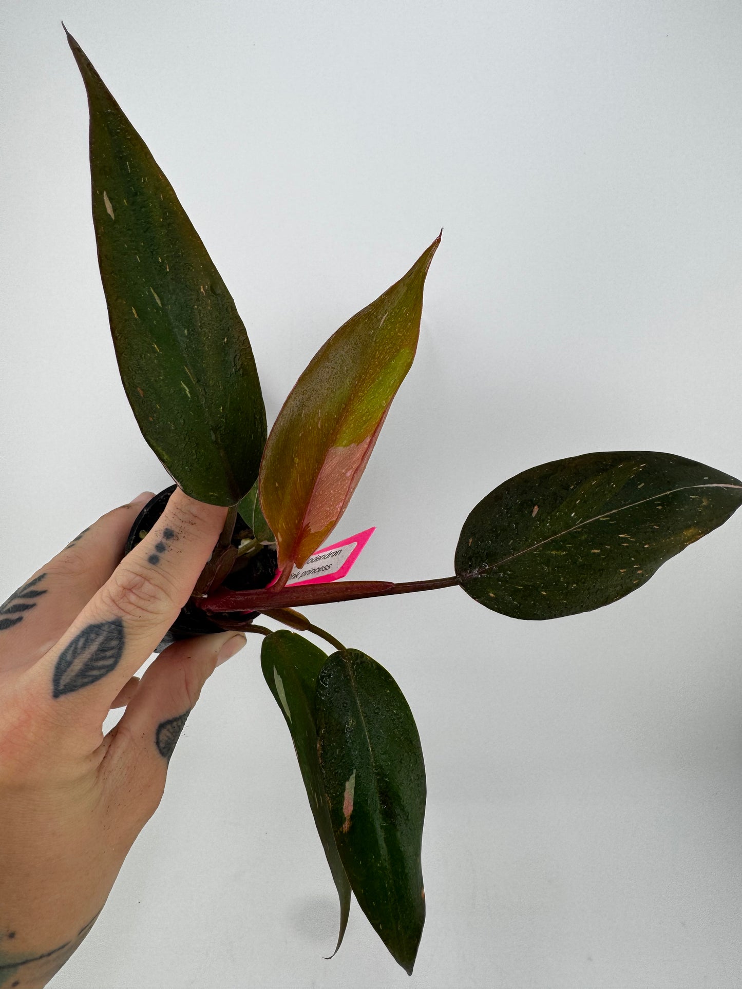 Philodendron Pink Princess