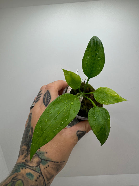 Anthurium vittariifolium