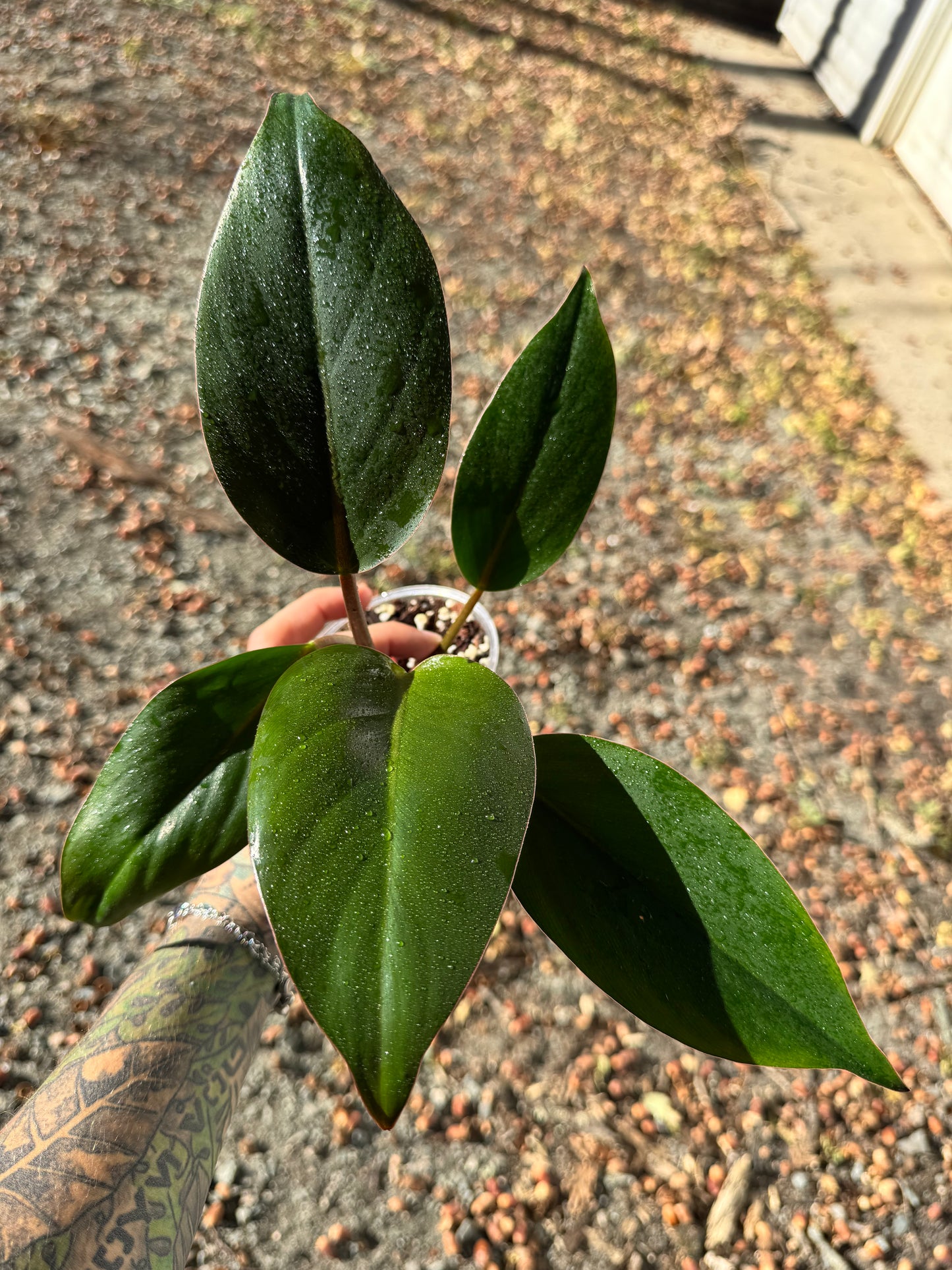 Philodendron Red Congo