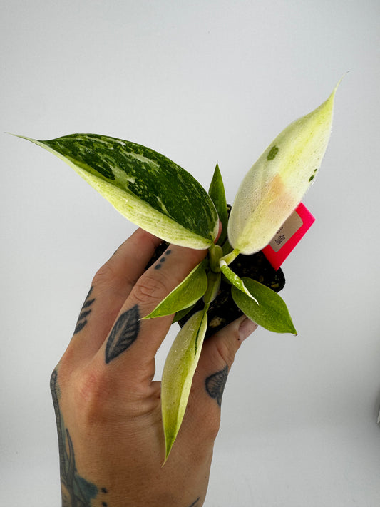 Philodendron Jose Buono