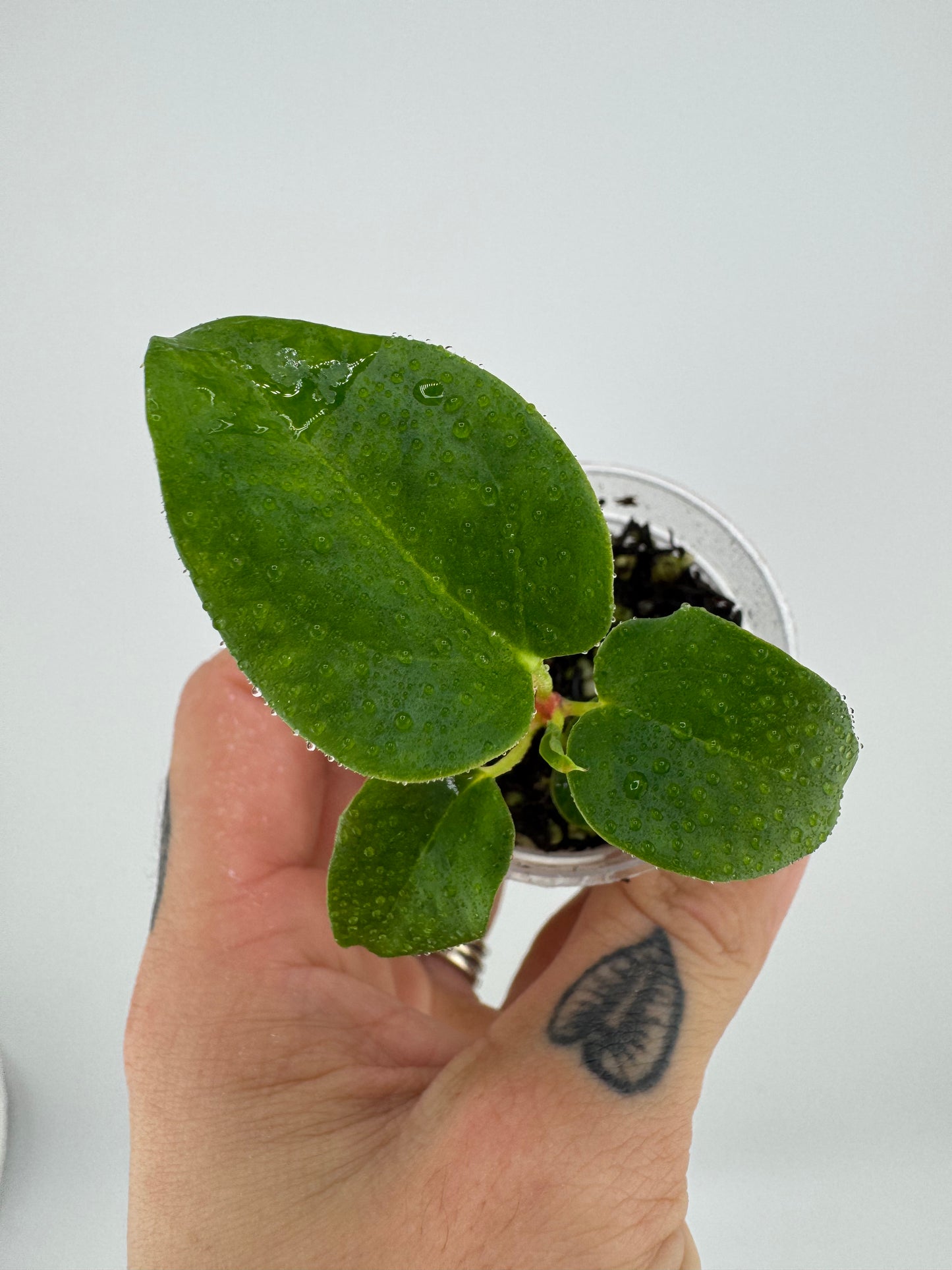 Anthurium (Magnificum X Ft. Sherman) X [(BVEP X Dorito) X (RLFS X Slim Shady)]