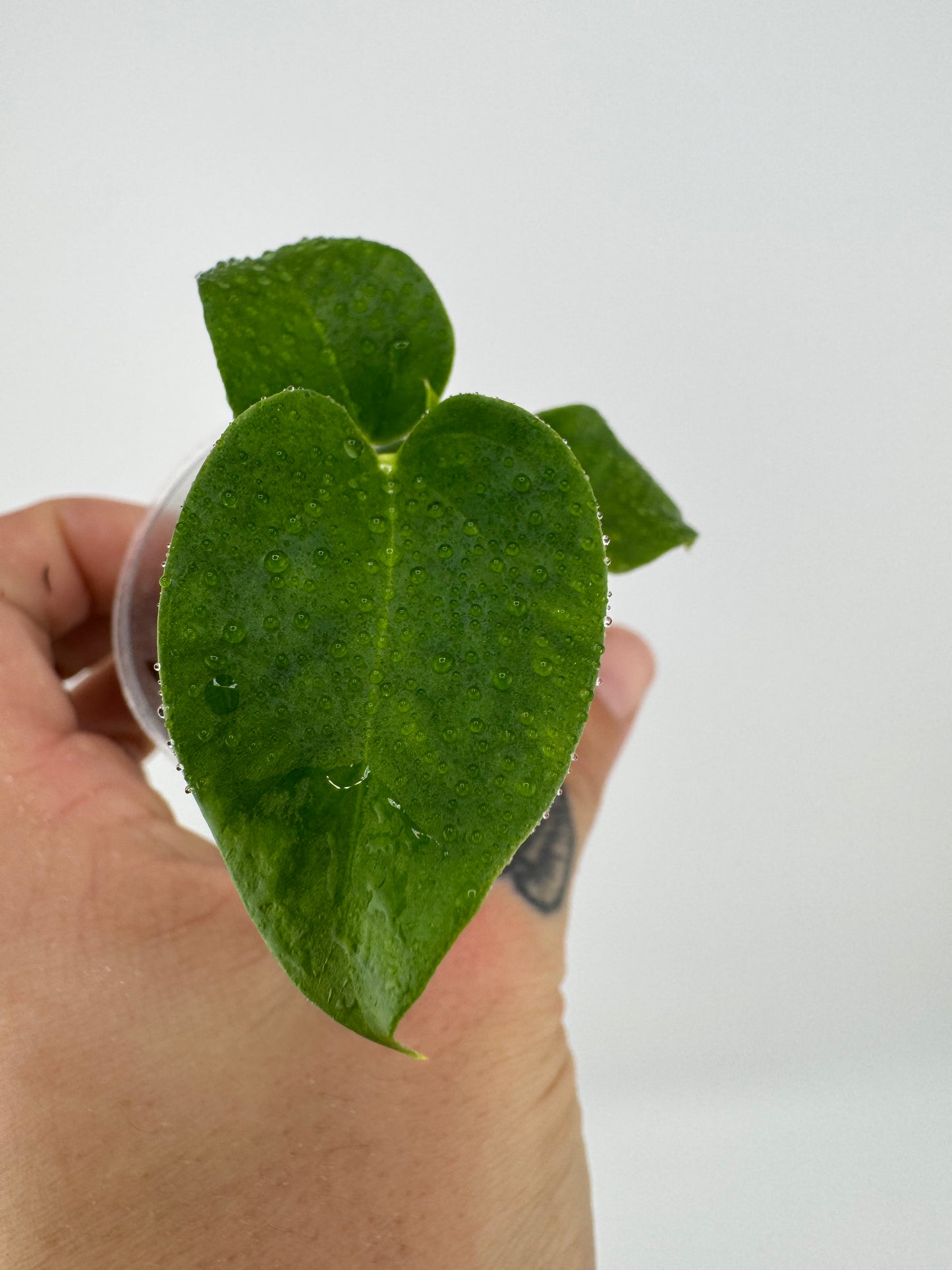 Anthurium (Magnificum X Ft. Sherman) X [(BVEP X Dorito) X (RLFS X Slim Shady)]