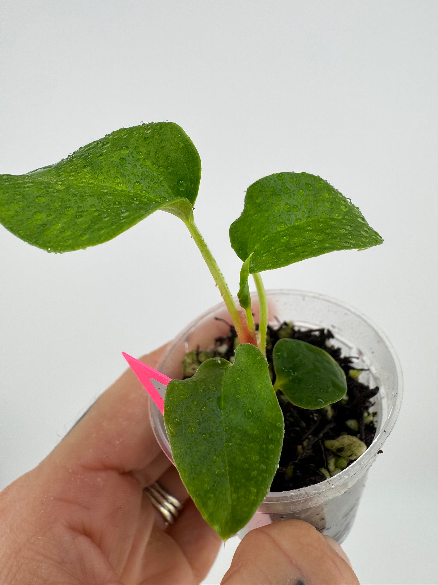 Anthurium (Magnificum X Ft. Sherman) X [(BVEP X Dorito) X (RLFS X Slim Shady)]