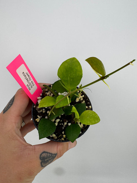 Hoya huschkeliana pink flower