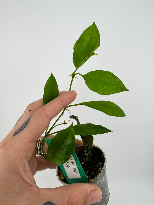 Hoya Walliniana (UT-152)